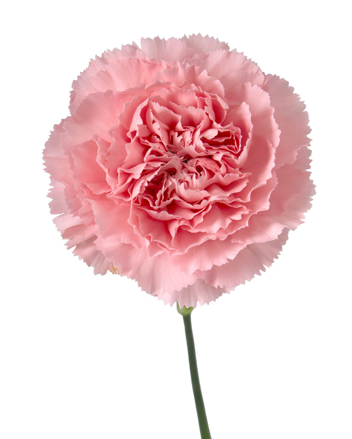 Dulcinea Carnation
