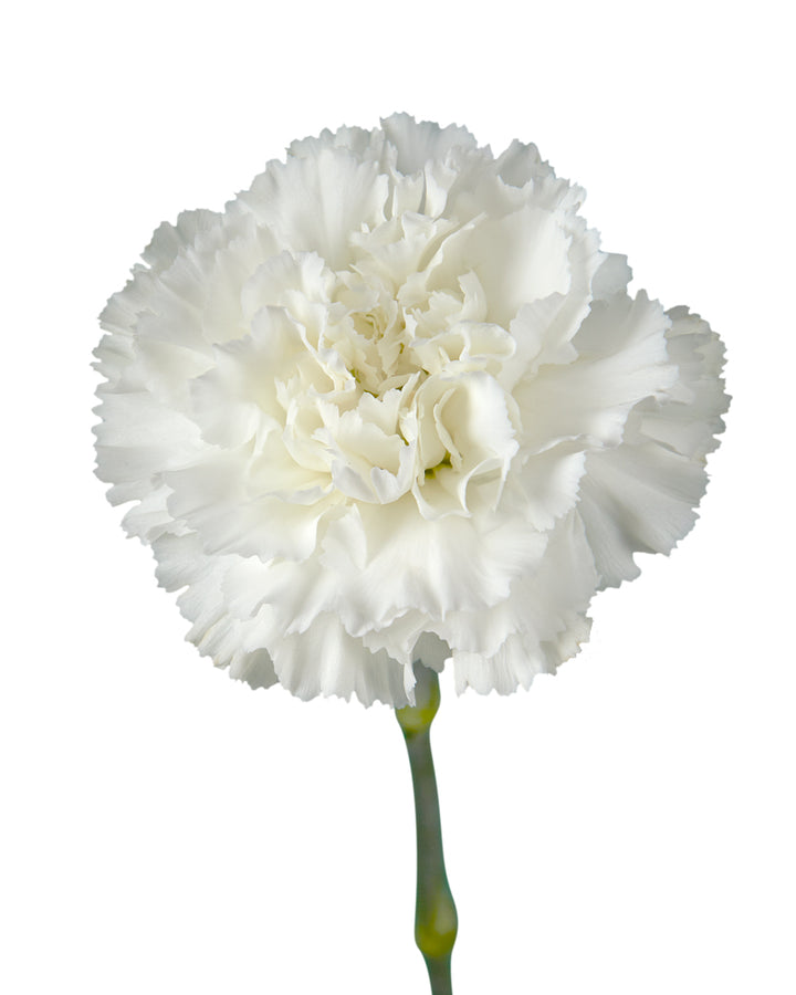 Forattini Carnation