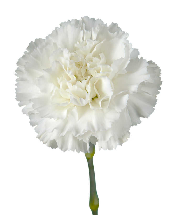 Forattini Carnation