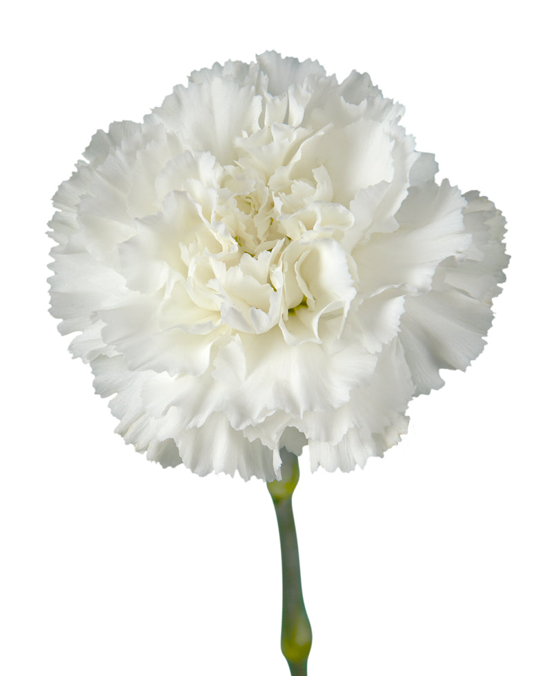 Forattini Carnation