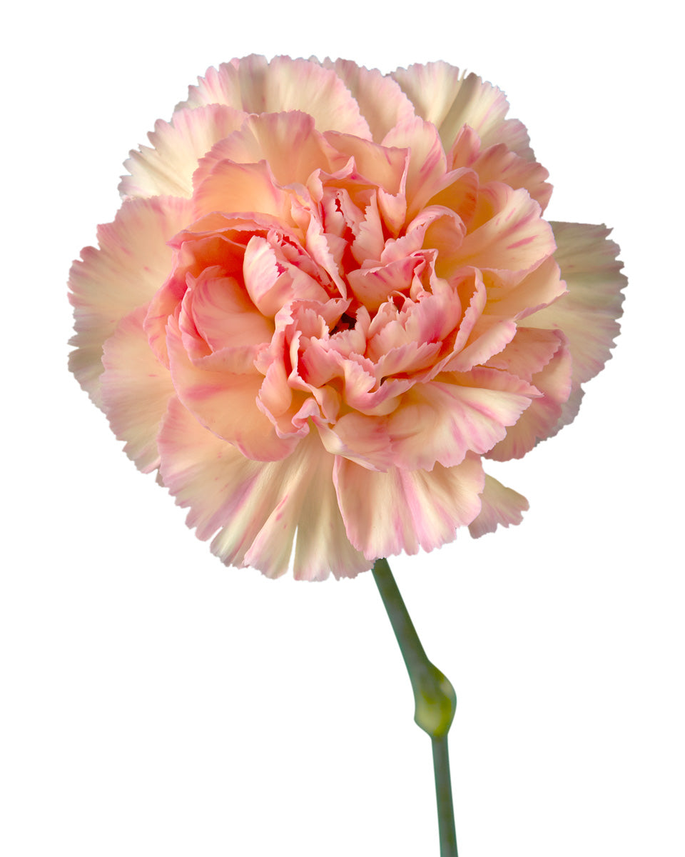 Bulk Wholesale Flowers Carnations - Petaljet