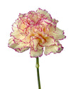 Golem Express Carnation