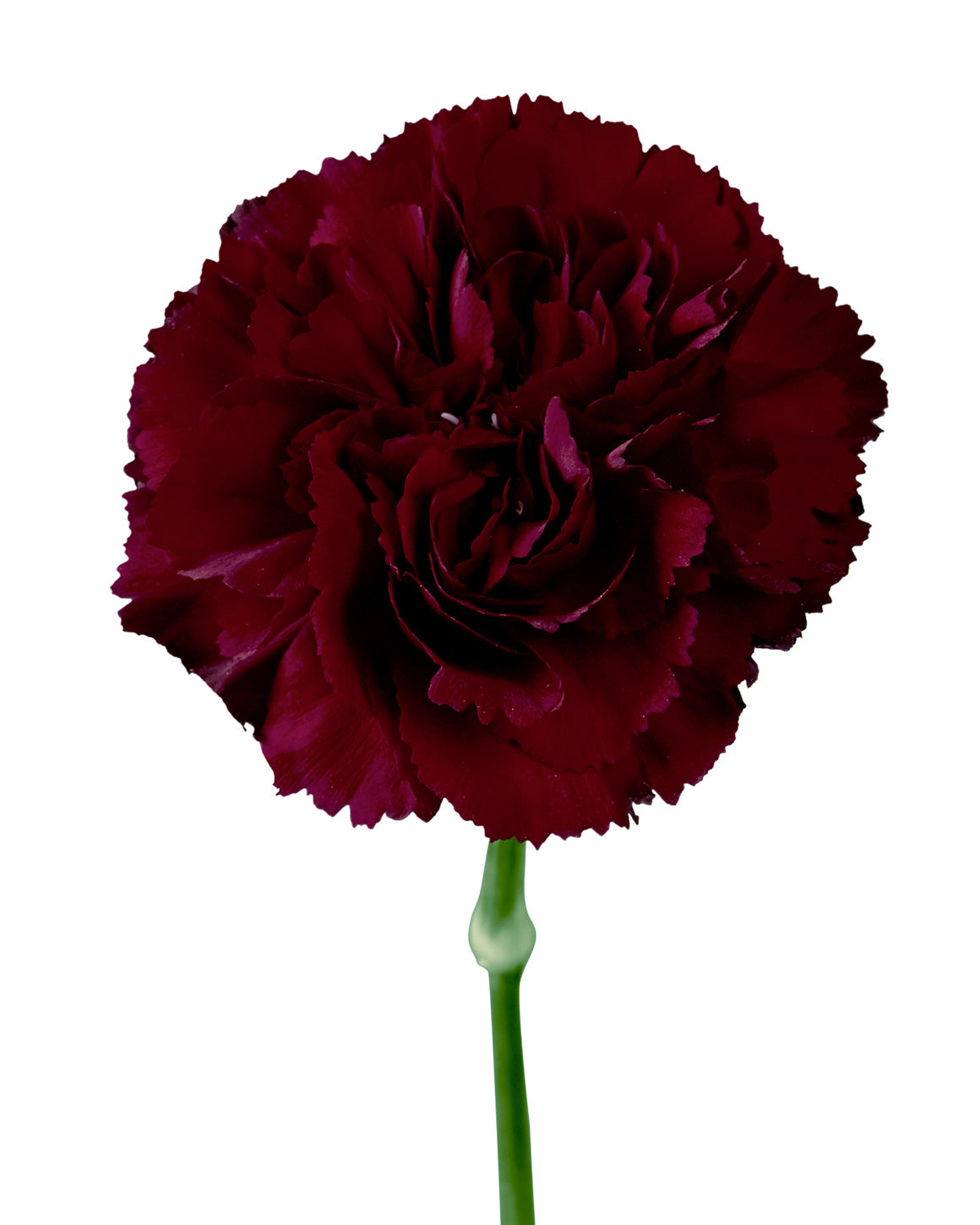 Grace Carnation