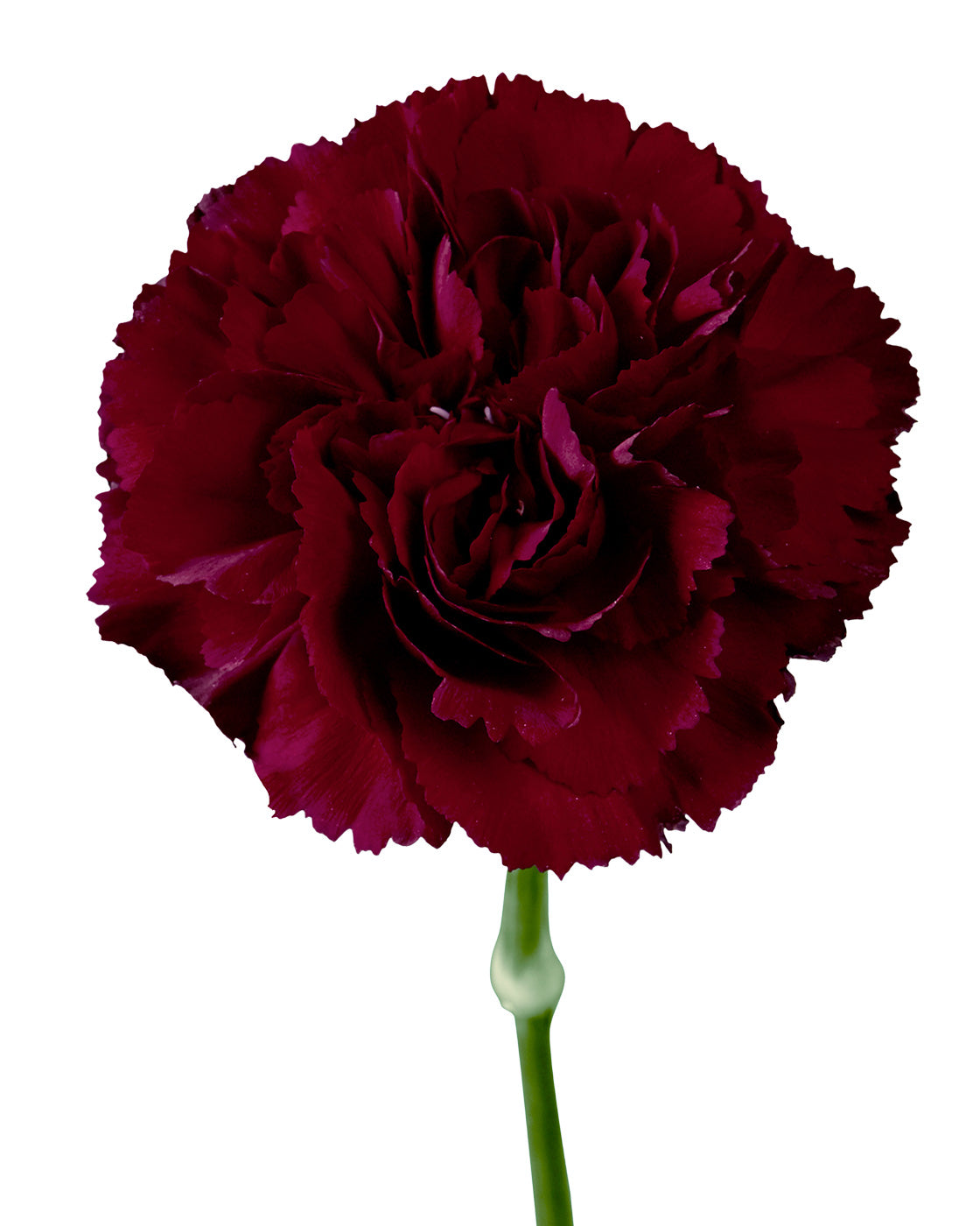 Grace Carnation