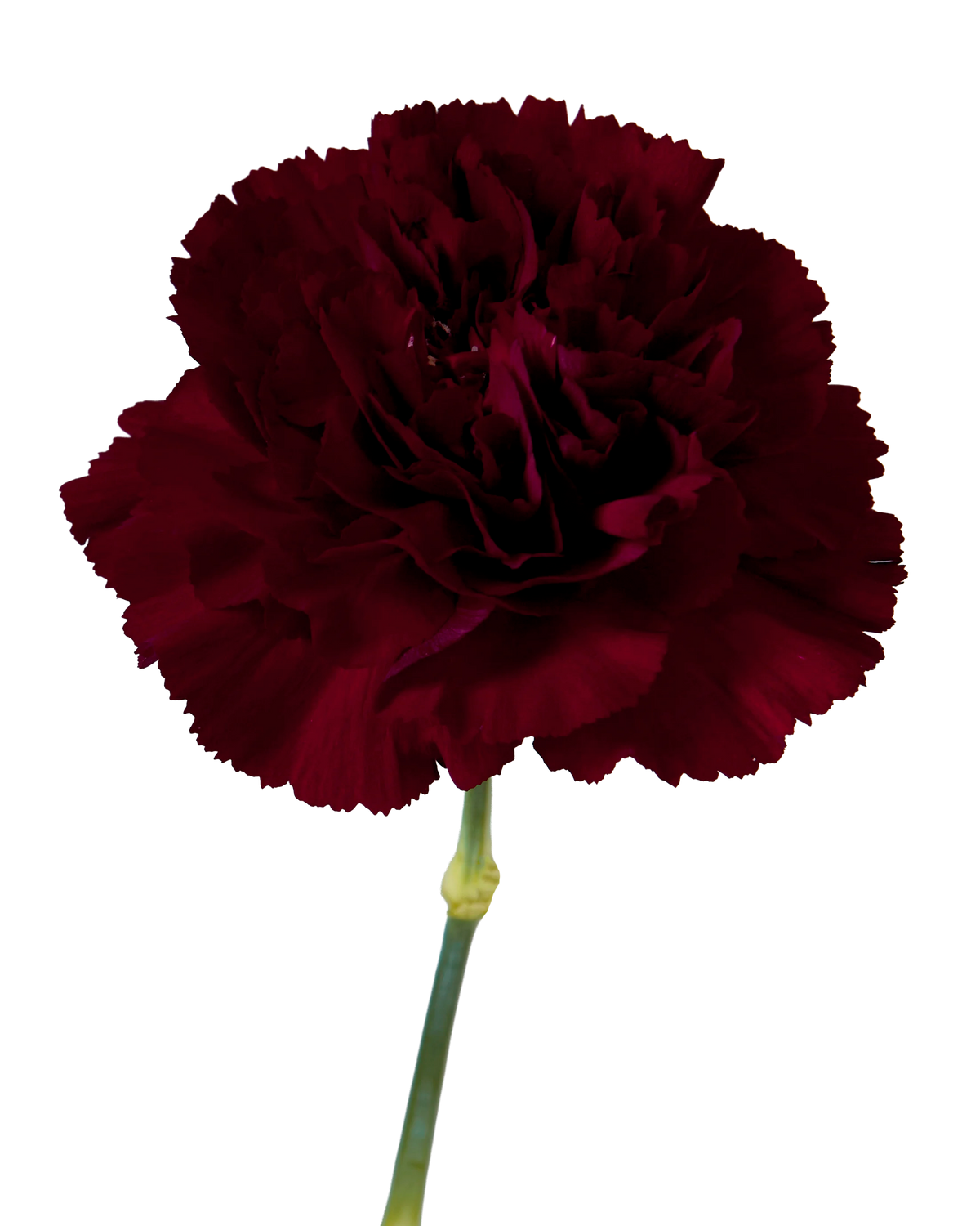 Grace Carnation