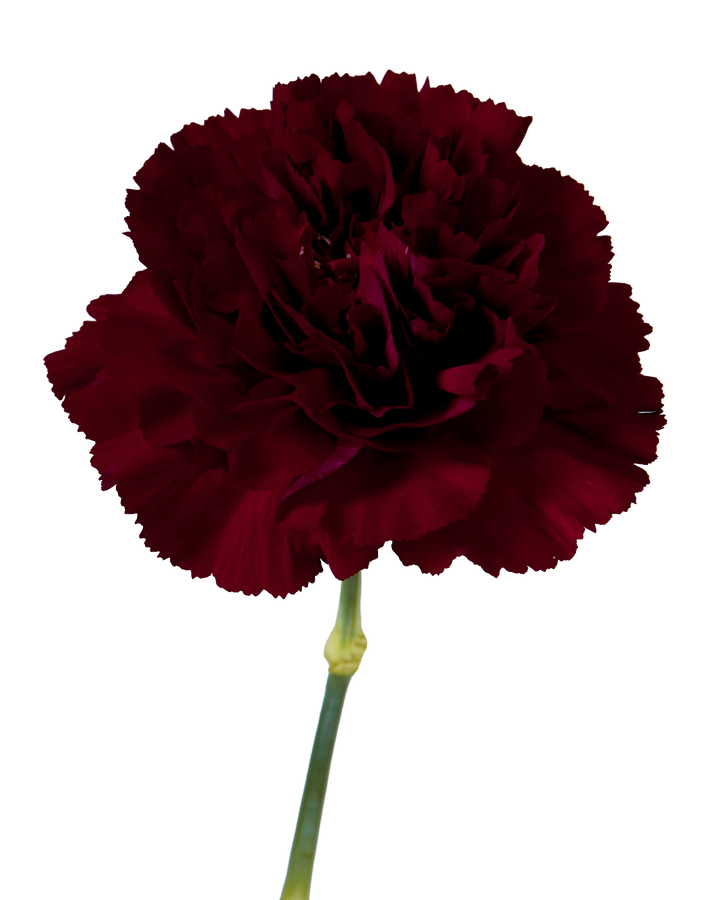 Grace Carnation