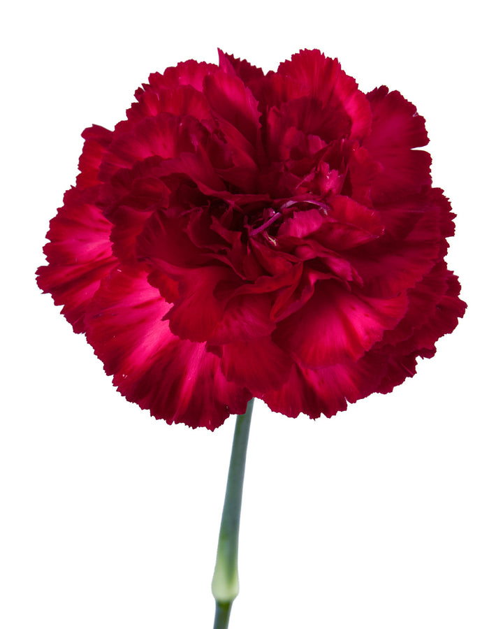 Granada Carnation