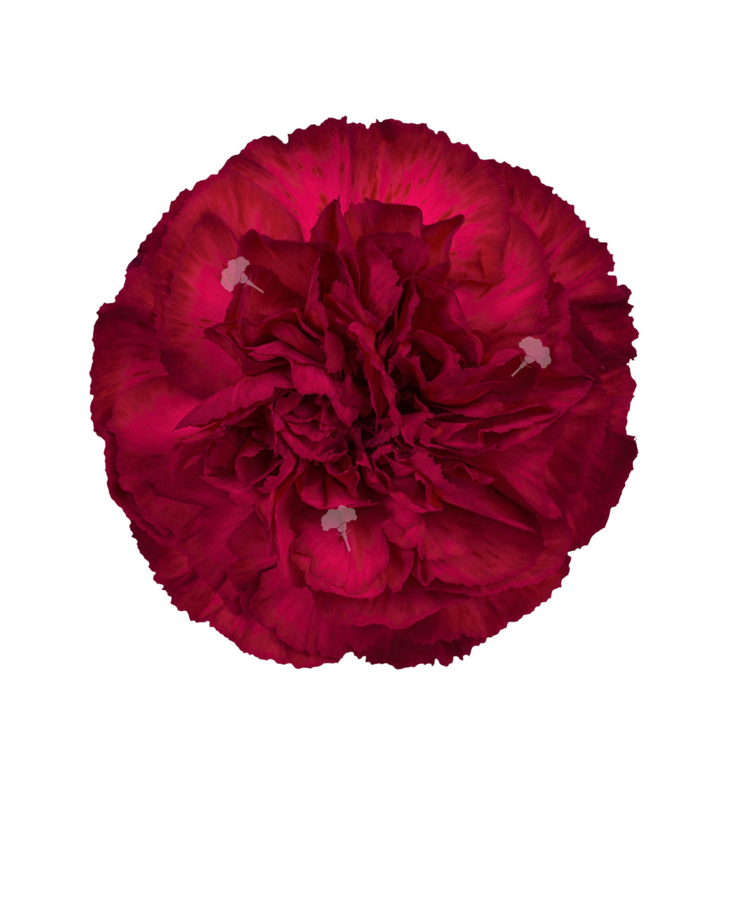 Granada Carnation