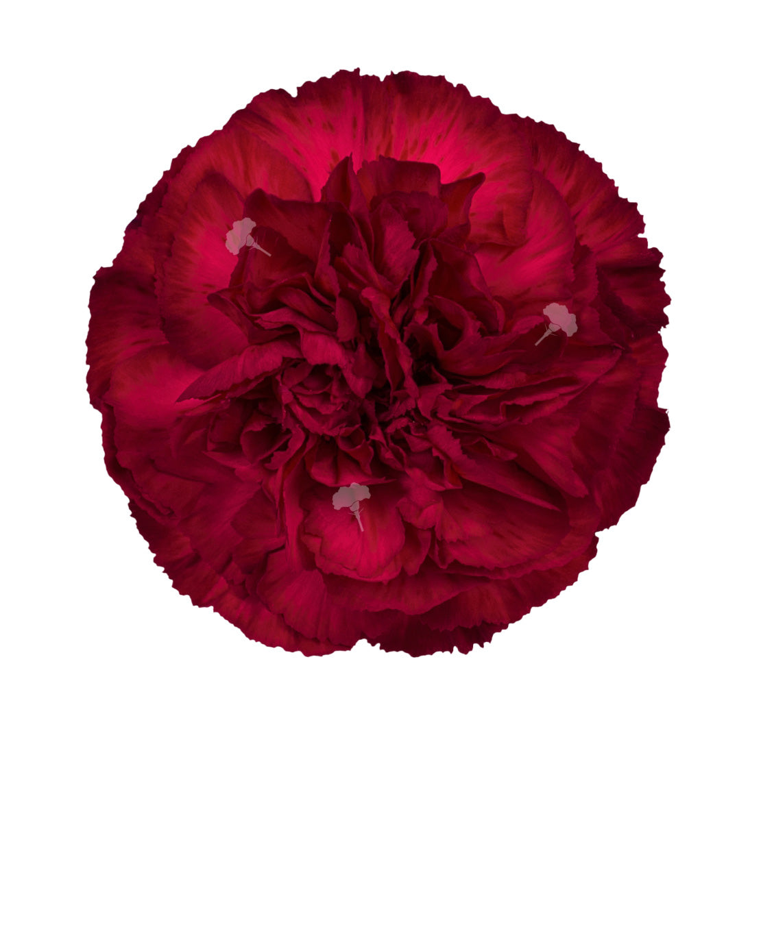 Granada Carnation