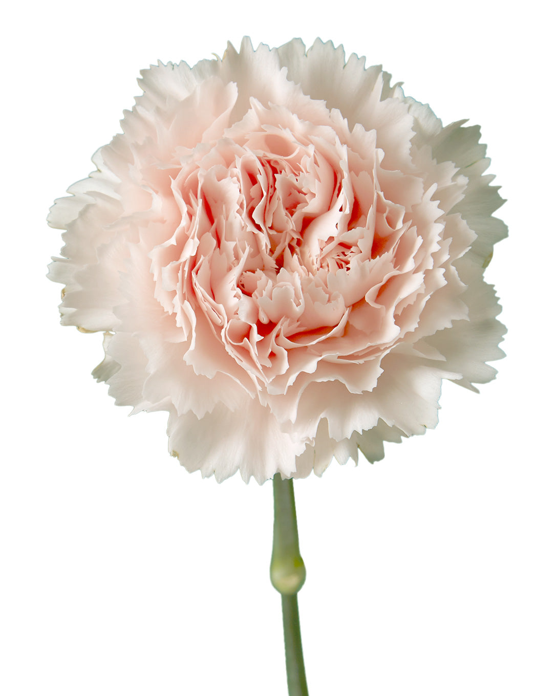 Hanoi Carnation