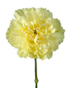 Hermes Yellow Carnation
