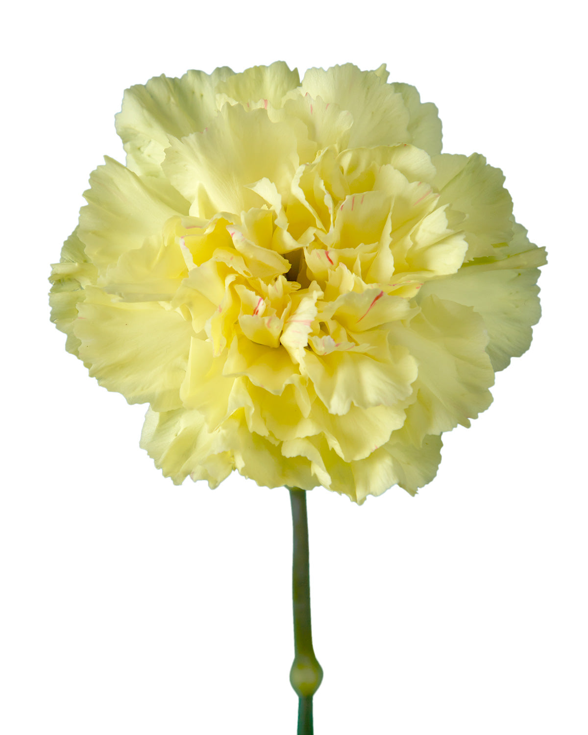 Hermes Yellow Carnation Mother's Day
