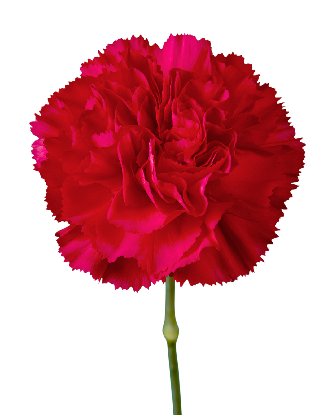 Jobin Carnation