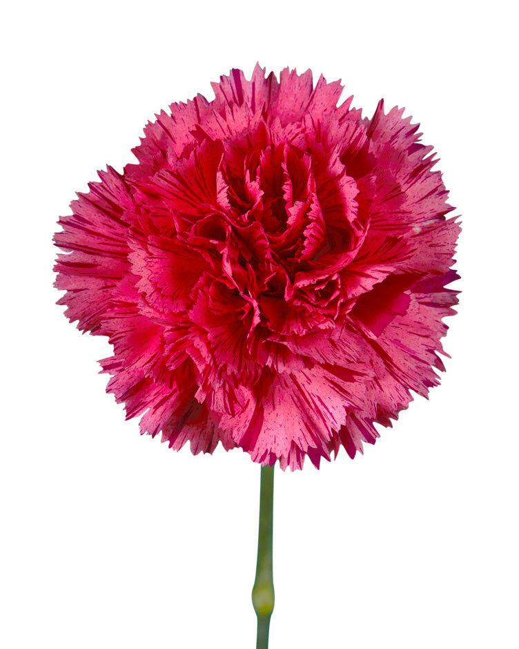 Jubile Carnation
