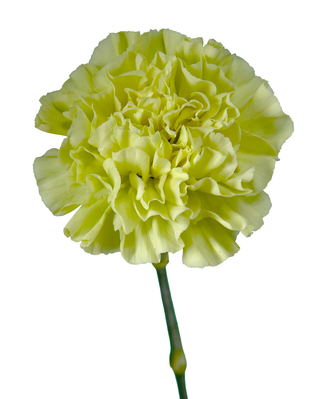 Jungle Green Carnation