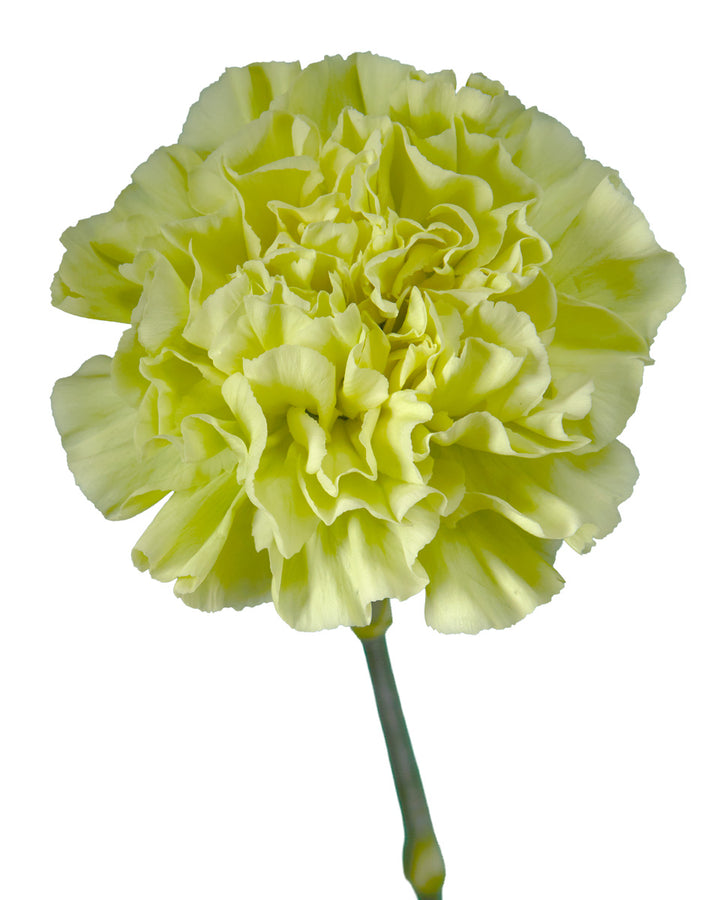 Jungle Green Carnation