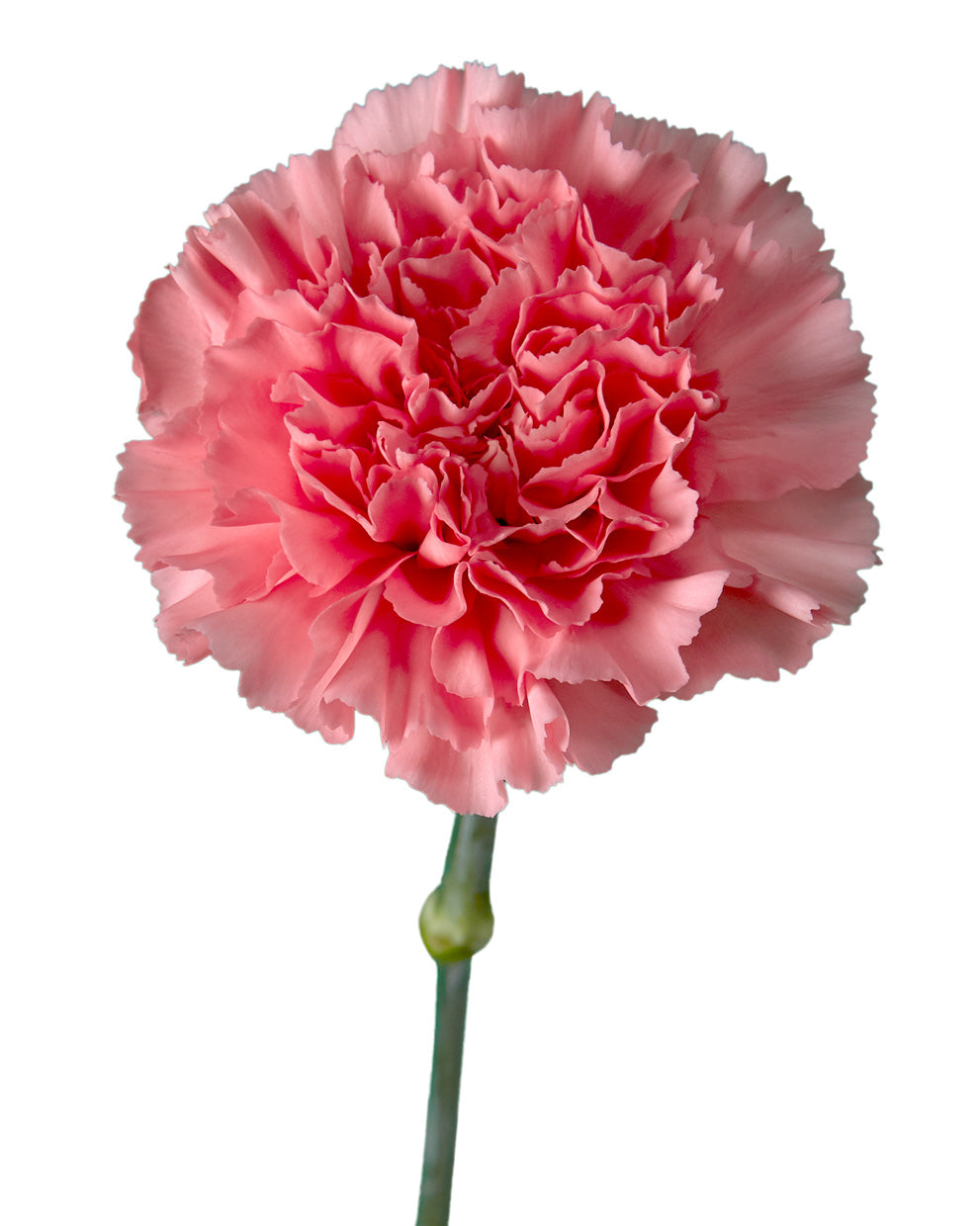 Kaori Carnation