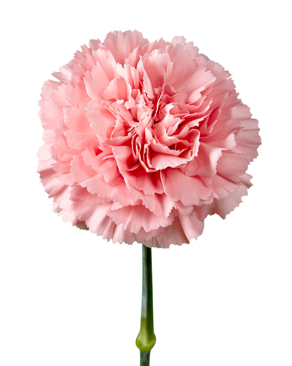 Kleos Carnation