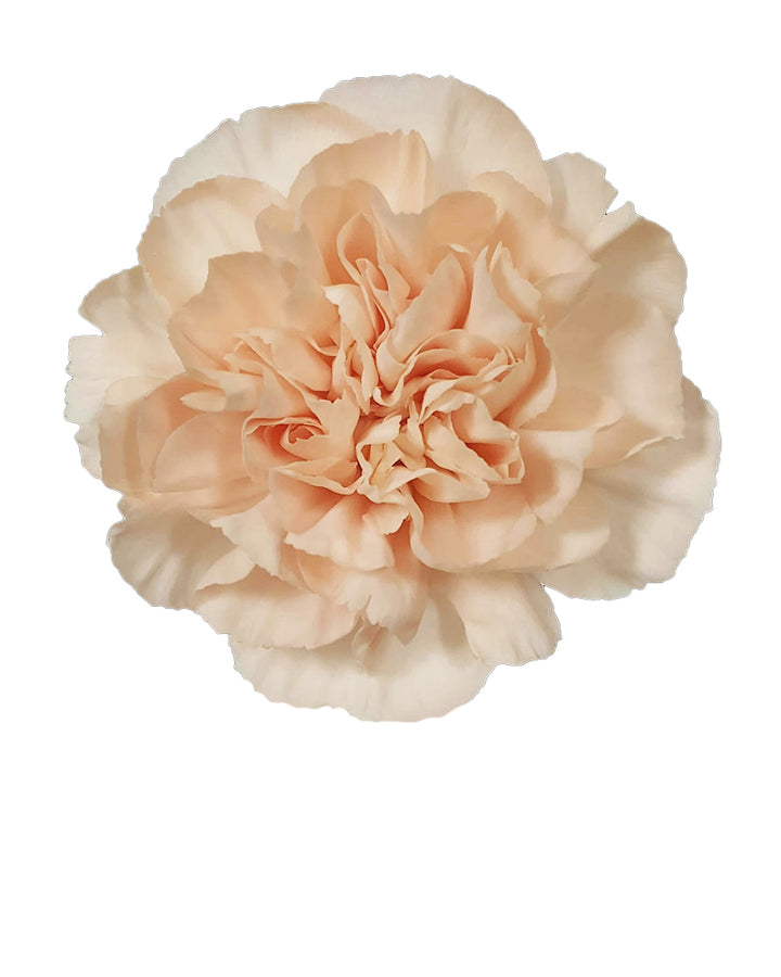 Lizzy Carnation