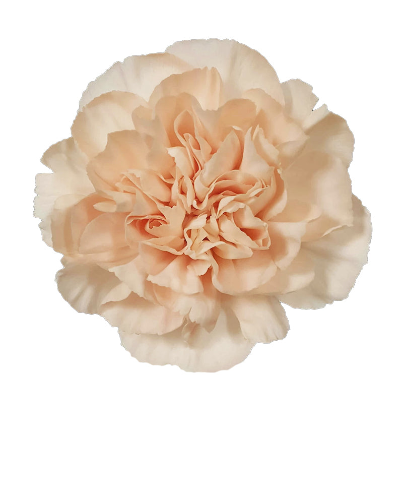Lizzy Carnation
