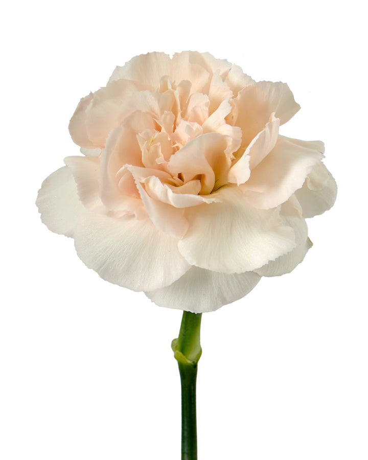 Lizzy Carnation