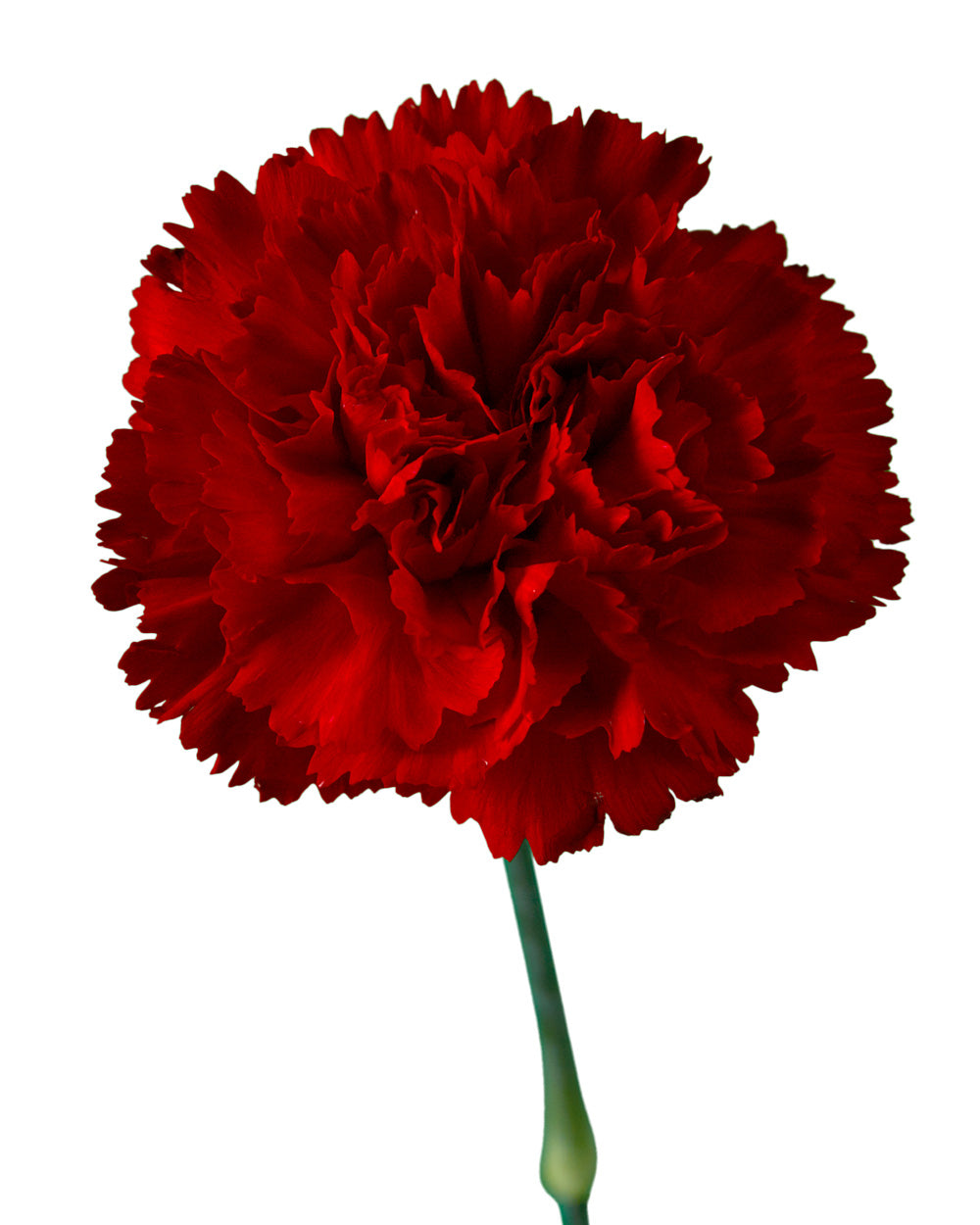 Carnation Assorted Box #197