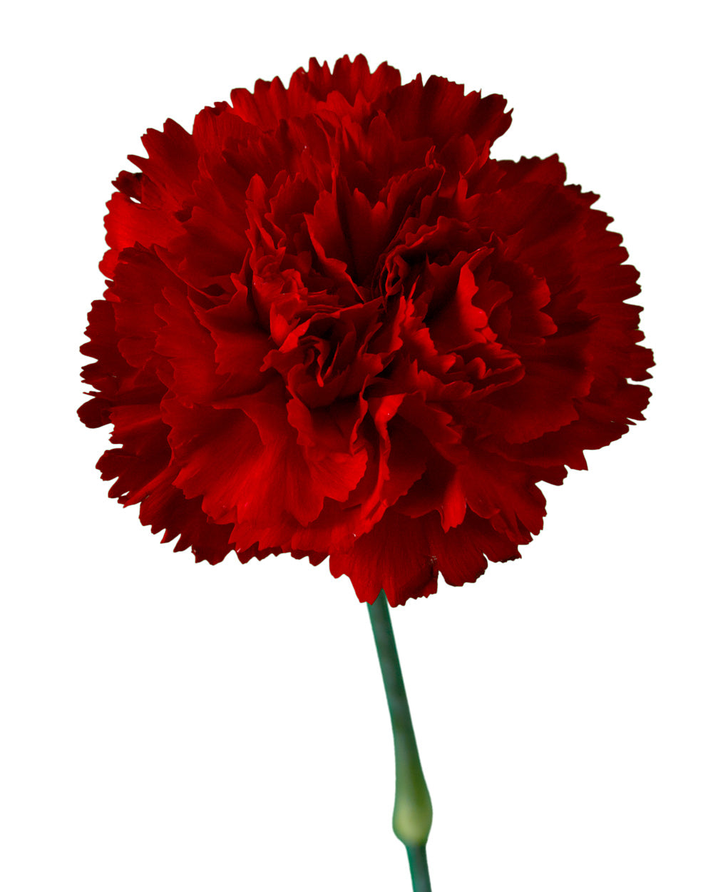 Marte Red Carnation