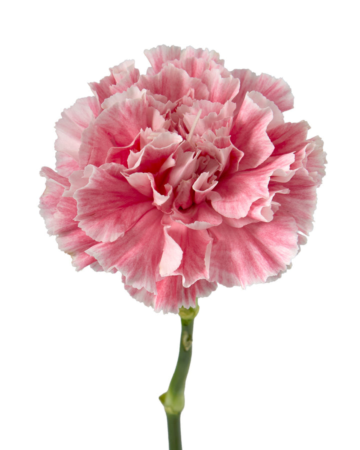 Merletto Rose Carnation