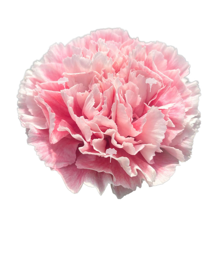 Merletto Rose Carnation