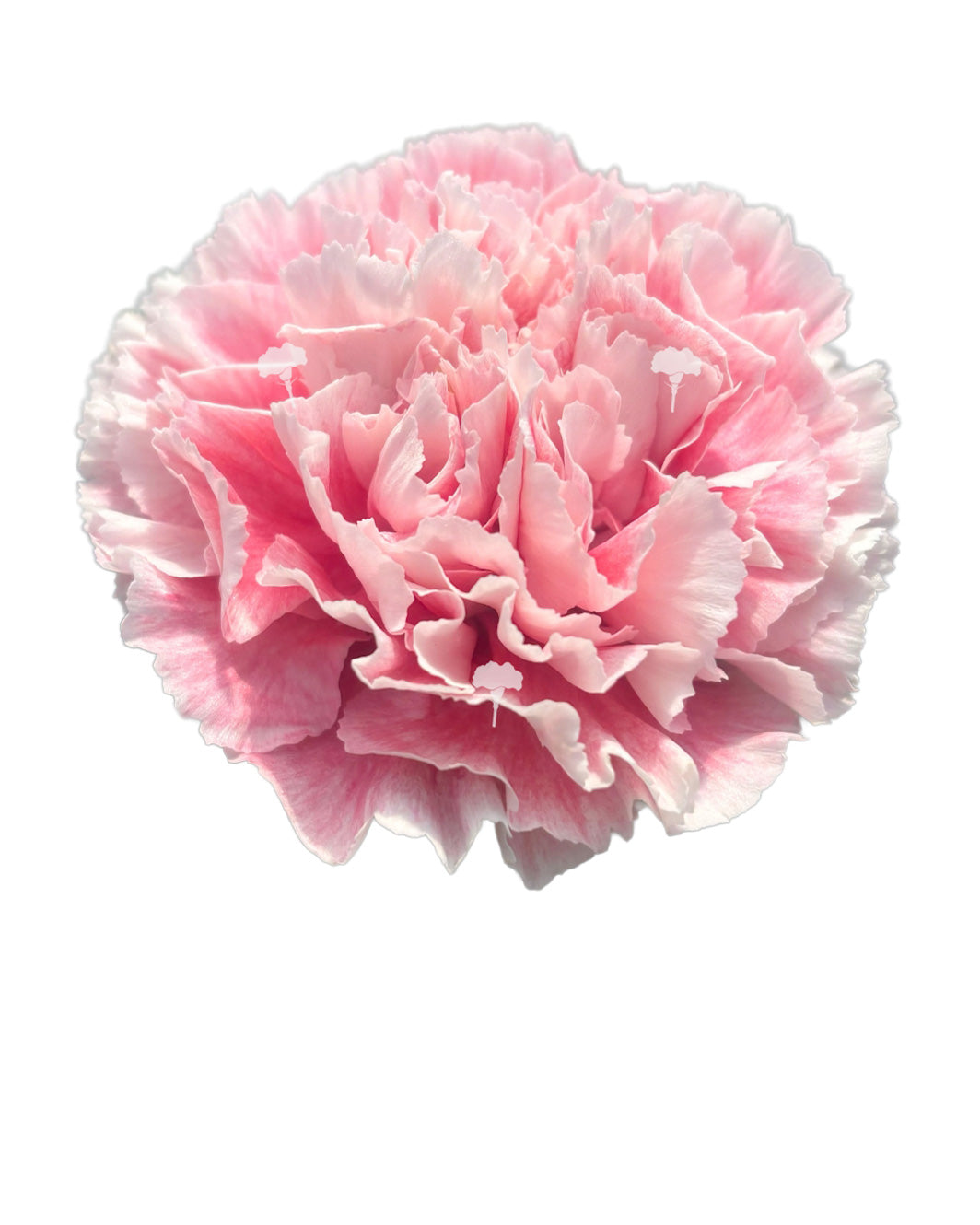 Merletto Rose Carnation