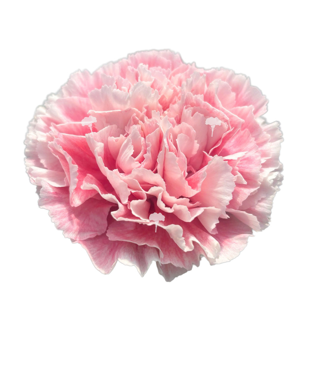 Merletto Rose Carnation