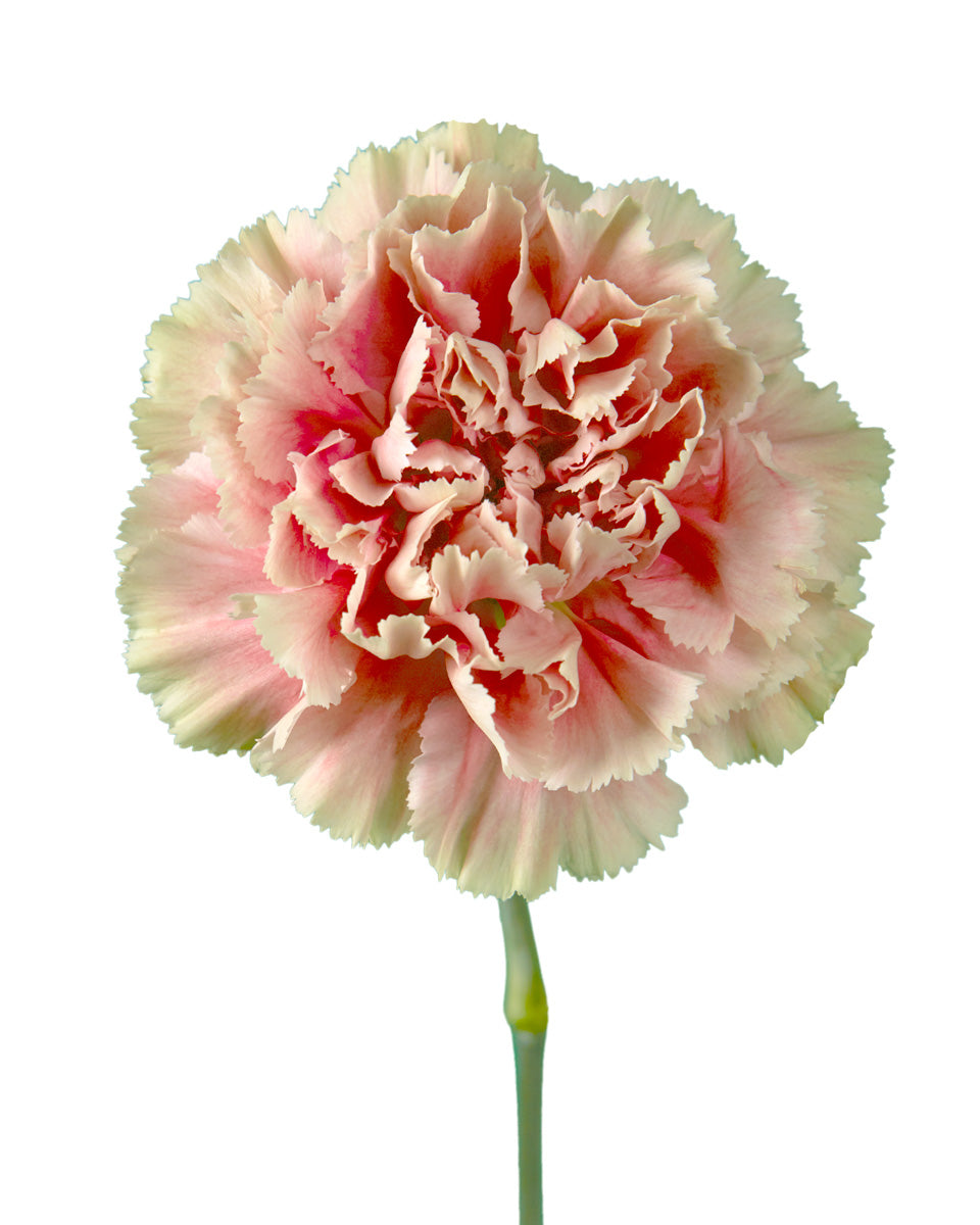 Merletto Salmon Carnation