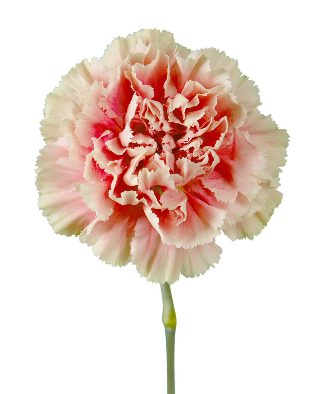 Merletto Salmon Carnation