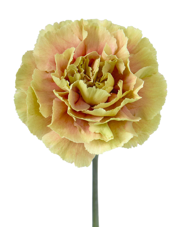 Merletto Salmon Carnation