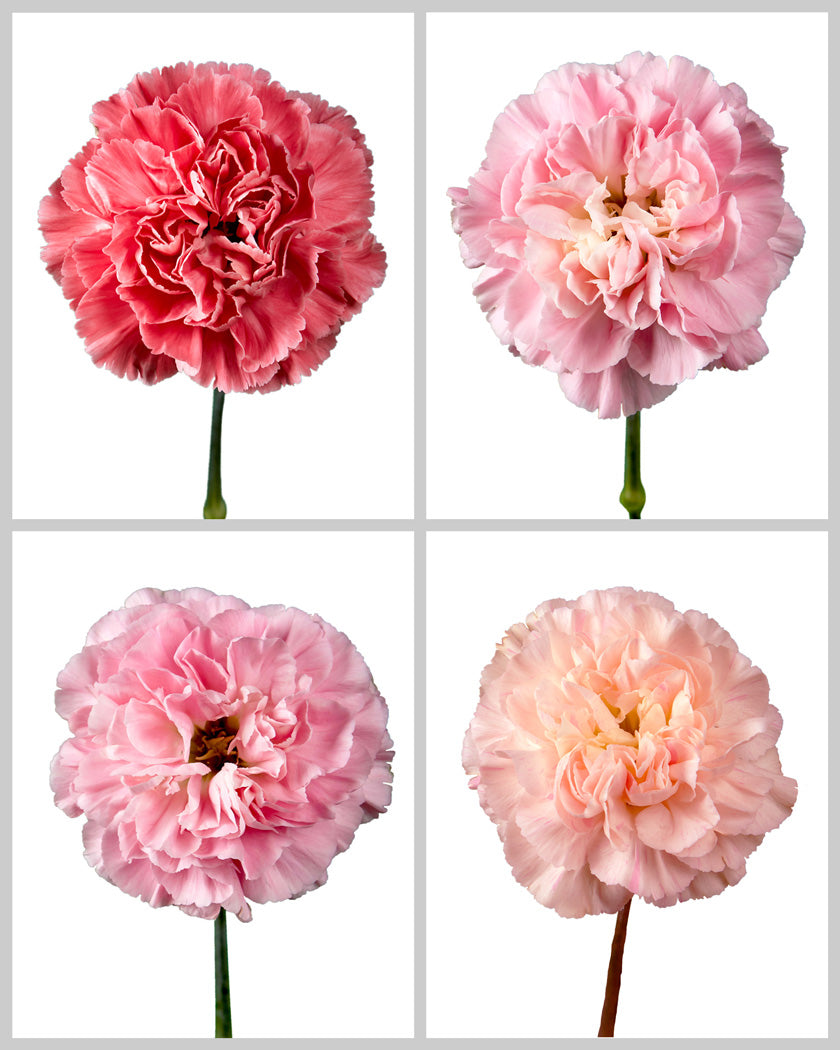 Minami Carnation Assorted Box #121 Valentine's Day