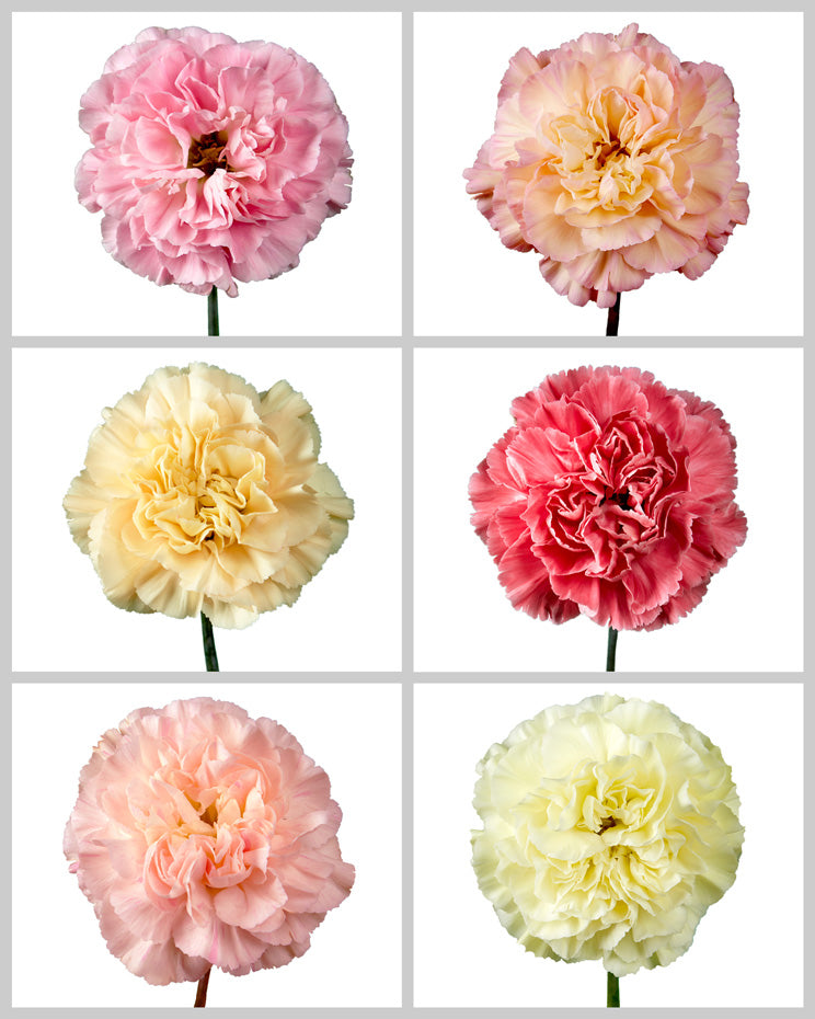 Minami Carnation Assorted Box #122 Mother's Day