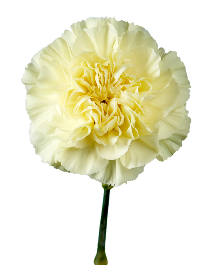 Minami Lemon Carnation