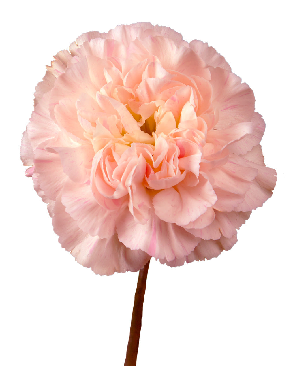 Minami Sakura Carnation Mother's Day