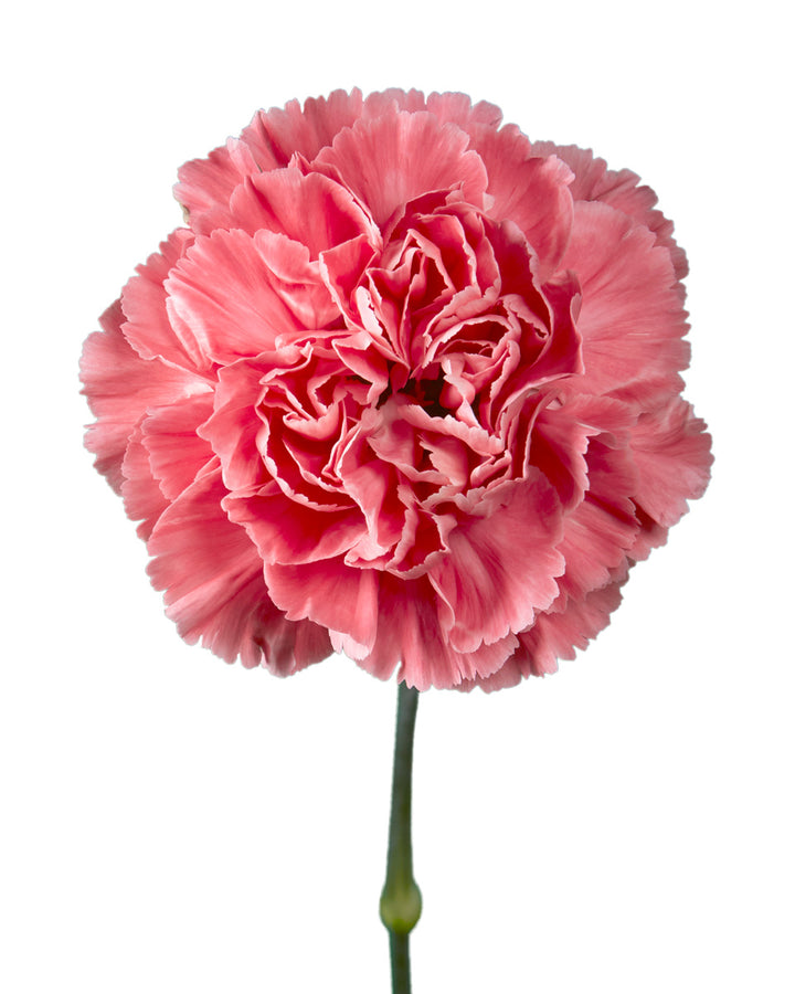 Minami Tommy Carnation