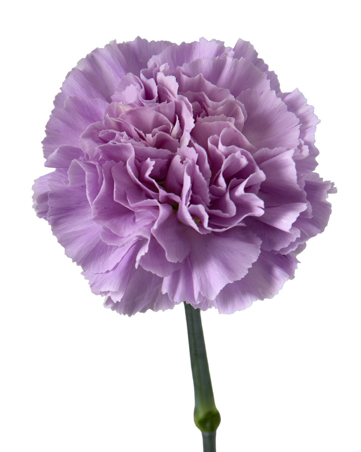 MoonAqua Carnation