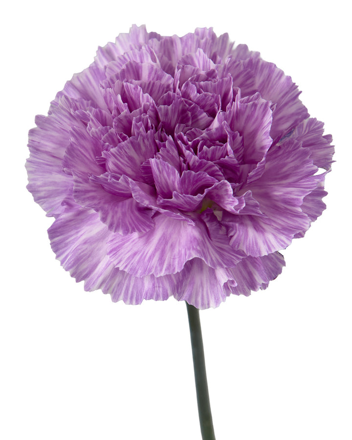 MoonBurst Carnation