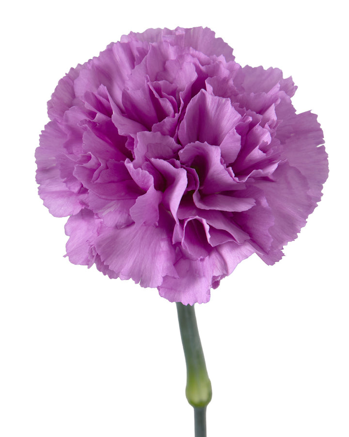 MoonLight Carnation