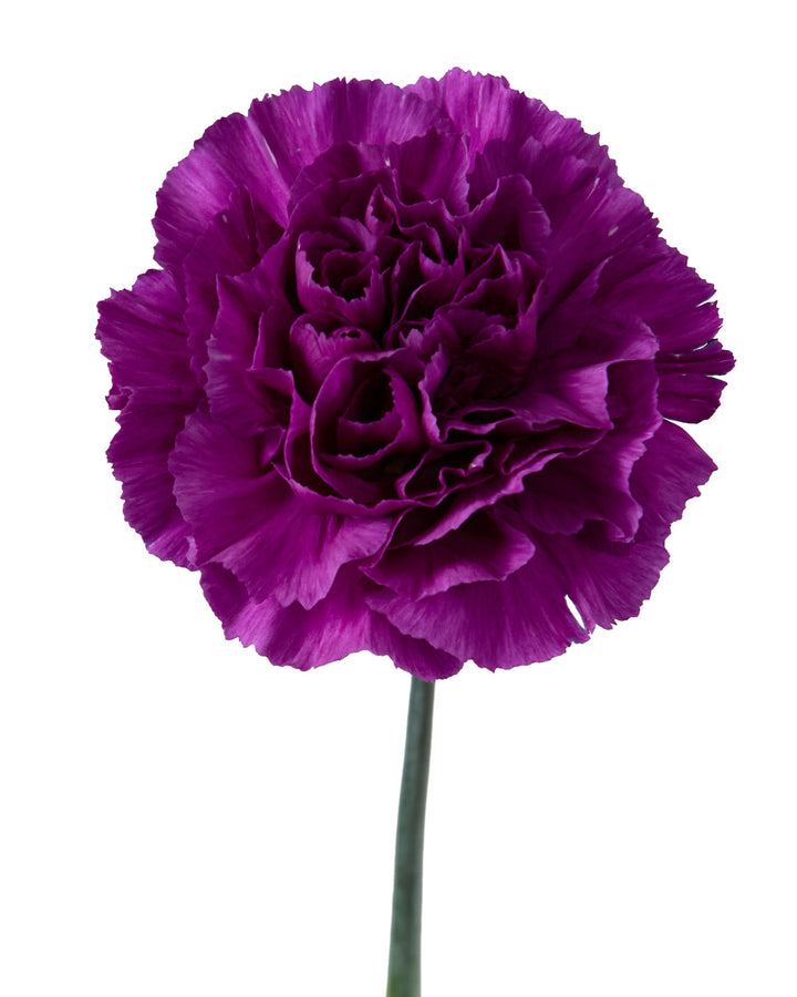 MoonShade Carnation