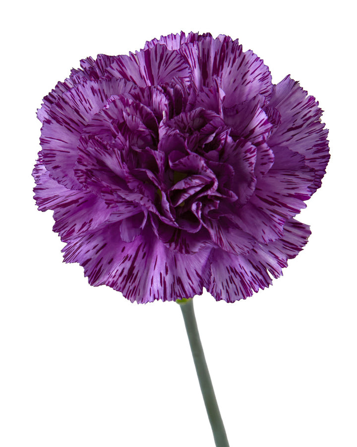 MoonStrike Carnation
