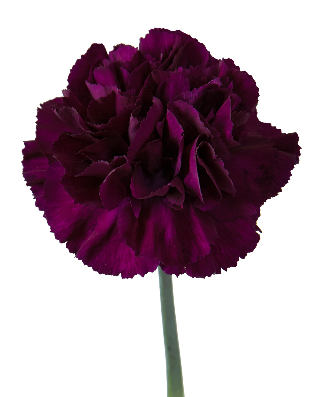 MoonVista Carnation