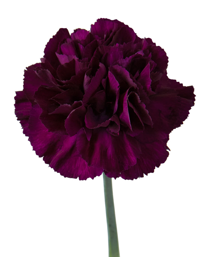 MoonVista Carnation