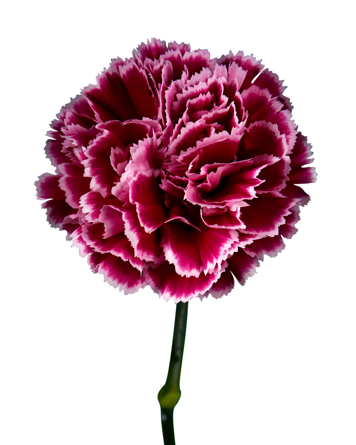 Nobbio Burgundy Carnation