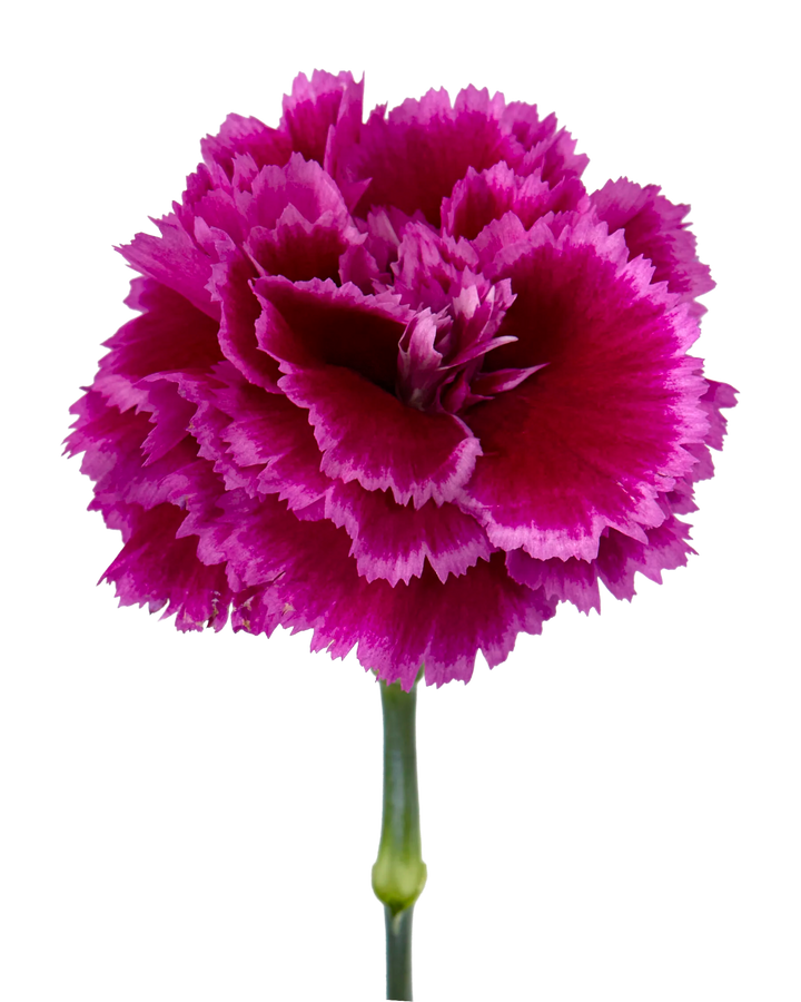 Nobbio Party Carnation