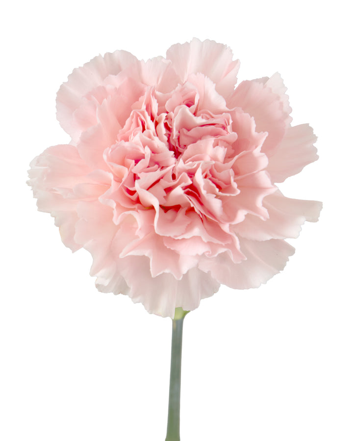 Pastel Crimea Carnation