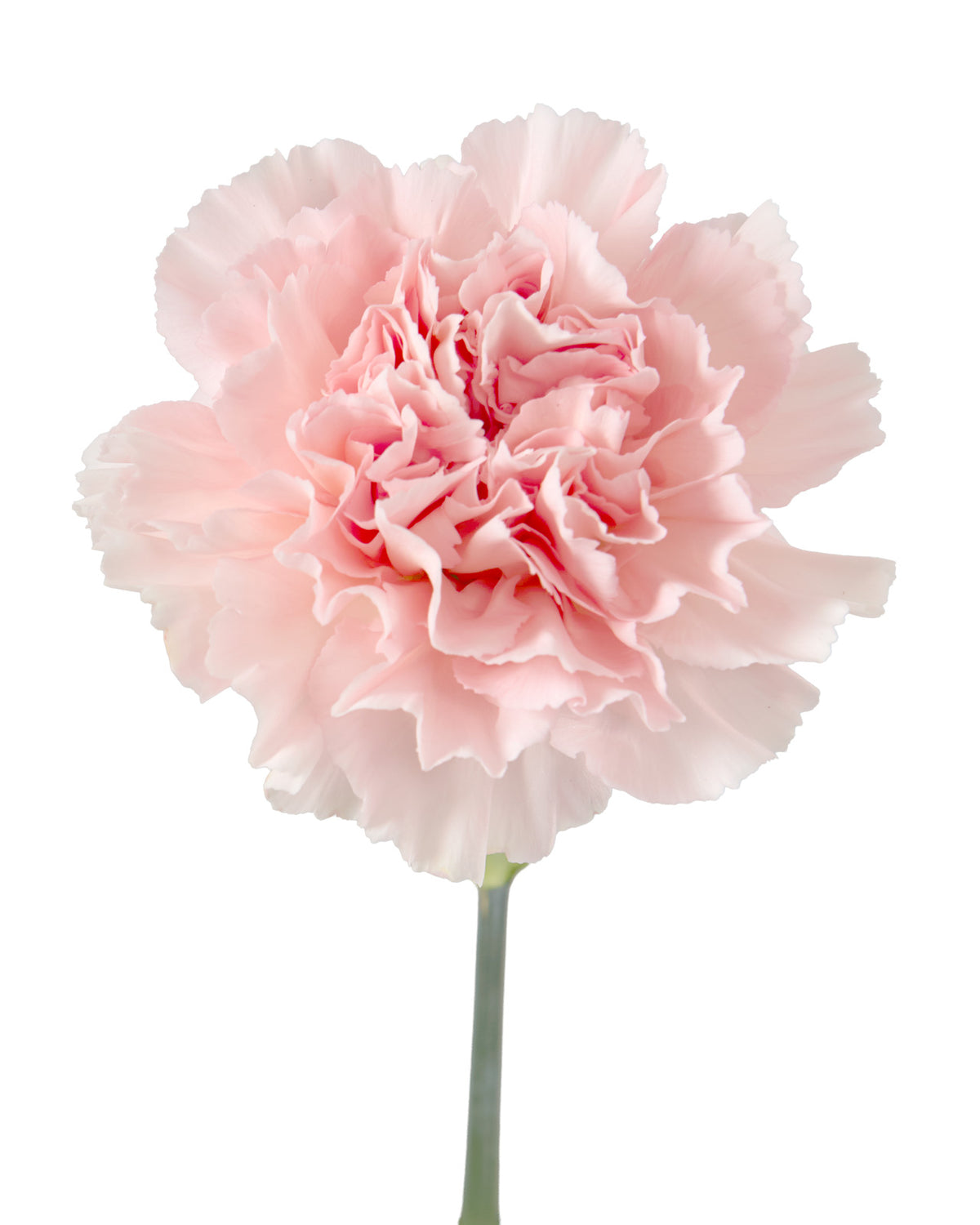 Pastel Crimea Carnation